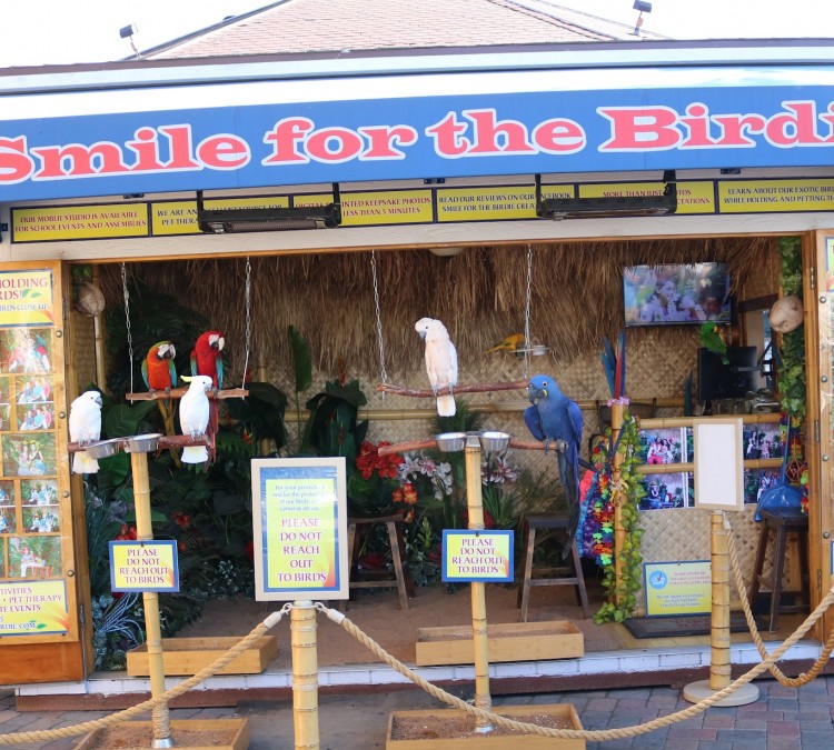 Smile for the Birdie (Long&nbspBeach,&nbspCA)